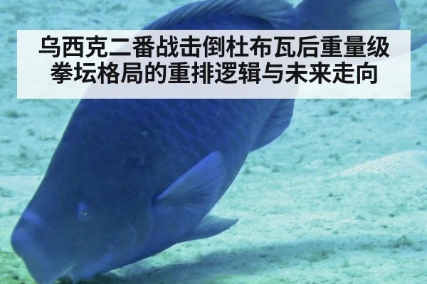 乌西克二番战击倒杜布瓦后重量级拳坛格局的重排逻辑与未来走向 - jiuyouhui